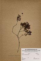 藏品(高山越橘)的圖片